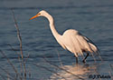 Ardea alba